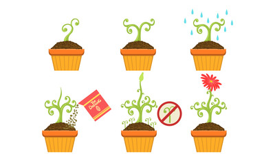 Plant Growing Stages Set, Growth of Plant in Pot from Sprout to Flower Vector Illustration