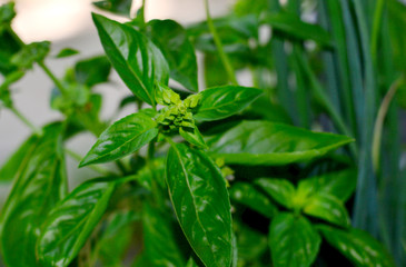 Spice for cooking - fragrant basil