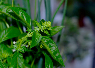 Spice for cooking - fragrant basil