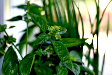 Spice for cooking - fragrant basil
