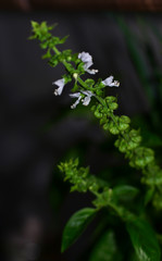 Spice for cooking - fragrant basil