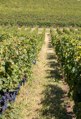 Ripe red Merlot grapes on rows of vines in a vienyard before the wine harvest in Saint Emilion...