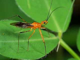 Macro Photo of Orange Assassin Bug on Green Leaf