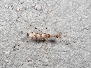 Macro Photo of Baby Praying Mantis on The Rock