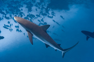 Beautiful Caribbean Reef Sharks on the prowl for a meal in the crystal clear waters of the Turks and Caicos Islands.