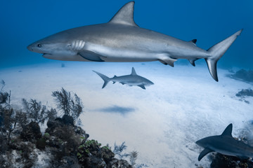 Caribbean Reef Sharks on the prowl for a meal in the Turks and Caicos Islands.
