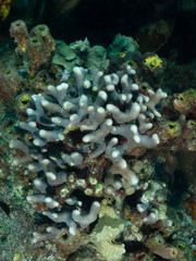 Close-Up Hard Coral Polyp, Ree. Creature Exotic Fauna Nature Habitat in Atlatntic Ocean, Caribbean Sea Los Roques Venezuela