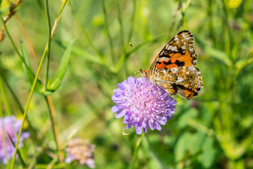 Butterfly on a purple flower on the field. close up