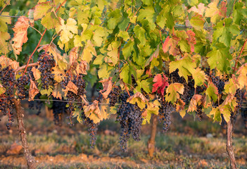Ripe Merlot grapes lit by warm late sunshine, in vineyard. Saint Emilion, Gironde, Aquitaine. France