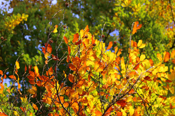 Bright autumn branches glowing in sunlight