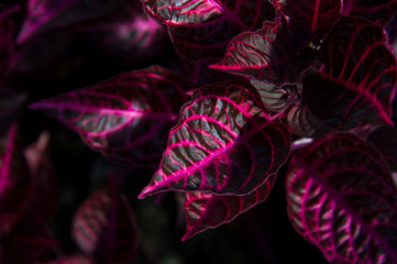 A top view of iresine flower herbstii leaves pink on dark pink on black background. Concepts: background, pattern, texture