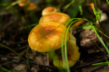 Edible mushrooms close-up