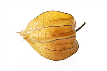 Physalis peruviana tropical fruit isolated on white background