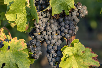 Close up of red merlot grapes in vineyard. St Emilion, Gironde, Aquitaine. France