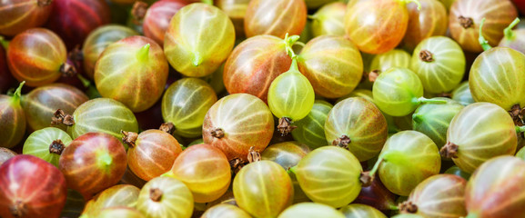 Banner. Gooseberry. Gooseberries closeup.  Lots of ripe red and green gooseberries. Harvest. Macro photography.