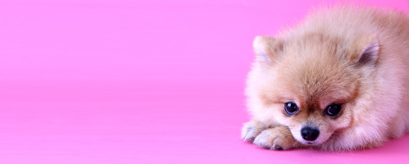 Fototapeta na wymiar Pomeranian dog with pink backdrop and copy space.