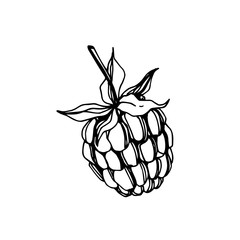 Vector Raspberry healthy food fresh berry isolated element. Black and white engraved ink art.