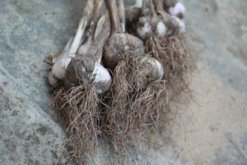 garlic harvest closeup in the country