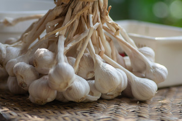 Lao garlic