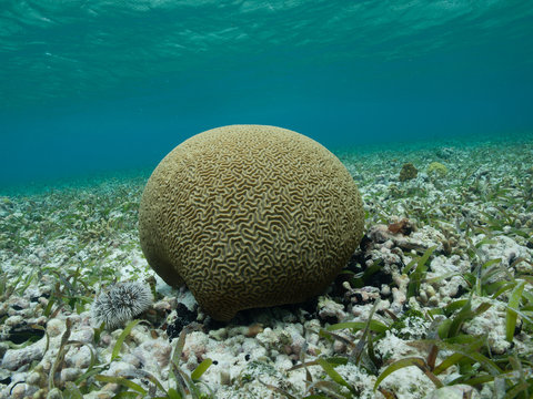 Brain Coral. Diploria Strigosa. Exotic creature, fauna under water Los Roques National Park in Venezuela