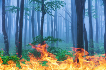 Save the forest from fire - conceptual picture