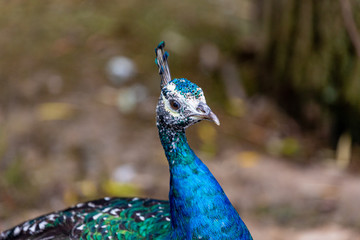 Obraz premium Peacock in yard