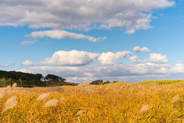 秋の青空の下で輝くススキの草原