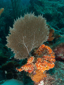 gorgonia flabellum underwater venezuela -  los roques
