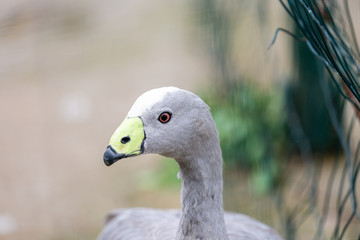 Goose in yard