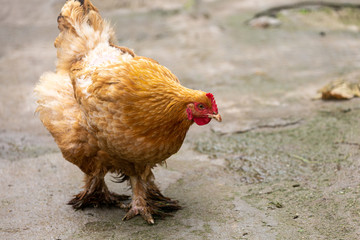 Hen in yard