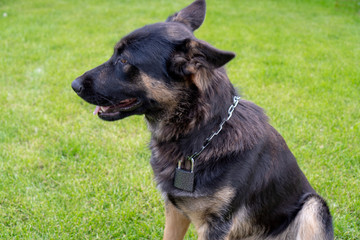 Portrait of a young German shepherd with a lock on his neck. The concept of reliability of guard at home by a dog
