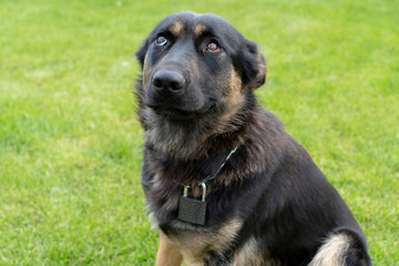 Portrait of a young German shepherd with a lock on his neck. The concept of not reliable dog guard at home. The dog is afraid and tightens his ears