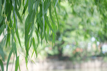 Tropical leaves eucalyptus spring grow aromatic. Foliage bokeh background