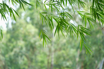 Bamboo leaves spring grow aromatic. Foliage bokeh background