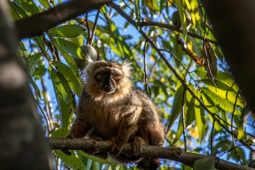 Lemur