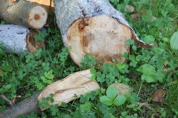 sawn wood in the forest