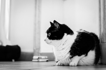 Chat profil © Yohan