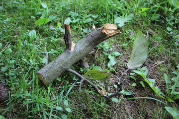 sawn wood in the forest