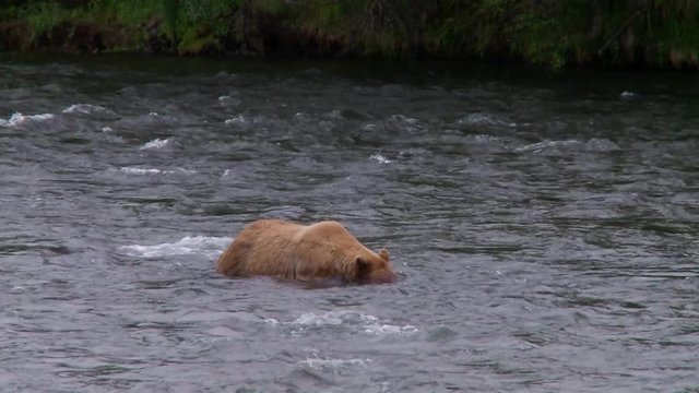 MCU profile of grizzly with head underwater moving downstream