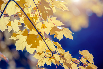 Autumn background-yellow maple leaves in the city Park 