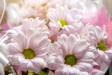 Bouquet of white chamomile chrysanthemums shot close-up 