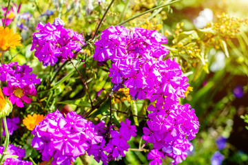 Obraz premium Phlox paniculata is growing in the country garden 