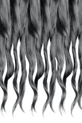 Curled brown hair isolated on white background