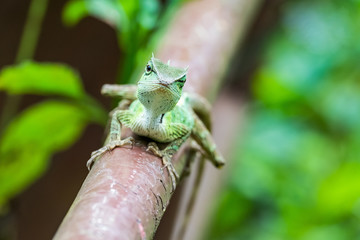 Green lizard. Beautiful animal in the nature habitat. Lizard from forest.