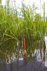 the tip of the fishing float sits vertically in the water next to a thicket of grass