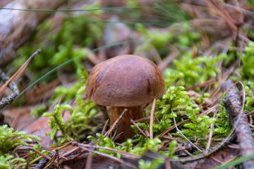 Tasty edible mushroom boletus edulis, penny bun, cep, porcino or porcini in a beautiful forest among moss, close up