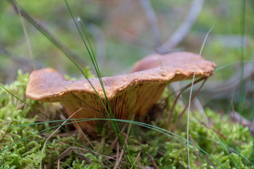 Mushroom in a forest among moss, close up