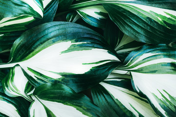 Perfect natural fresh hosta fire and ice leaves pattern background. Creative and moody backdrop. Top view.