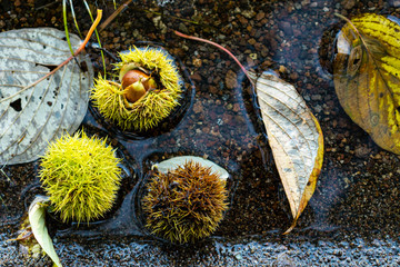 秋の湖畔で見つけたかわいいイガグリたち