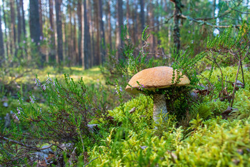 Tasty edible beautiful mushroom boletus edulis, penny bun, cep, porcino or porcini in a beautiful...